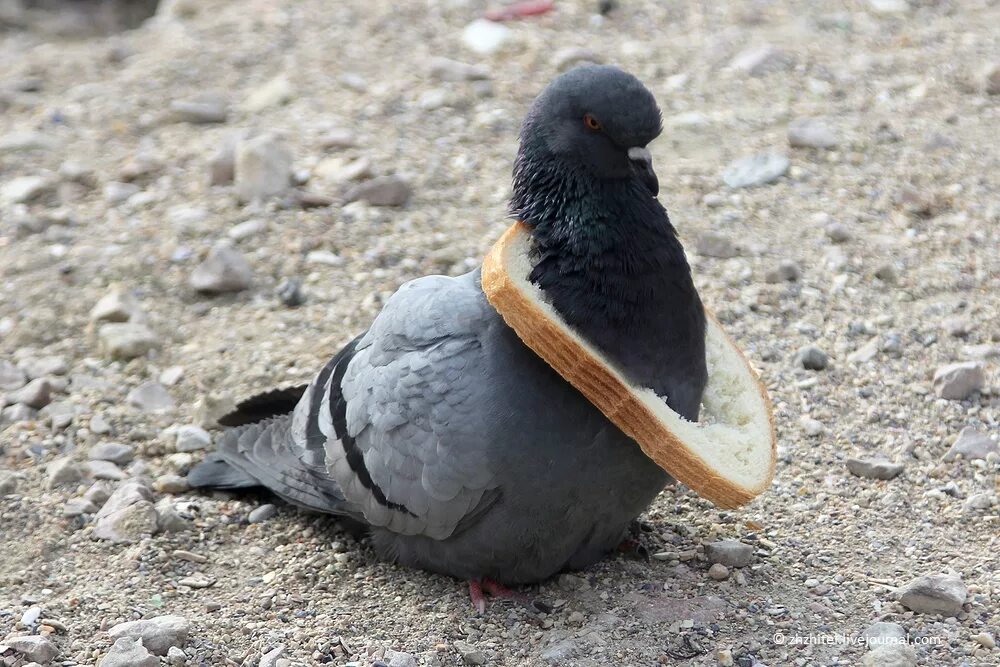 новокаледонский голубь. бешеный голубь. радостный голубь. радостный голубь. голубь обыкновенный.