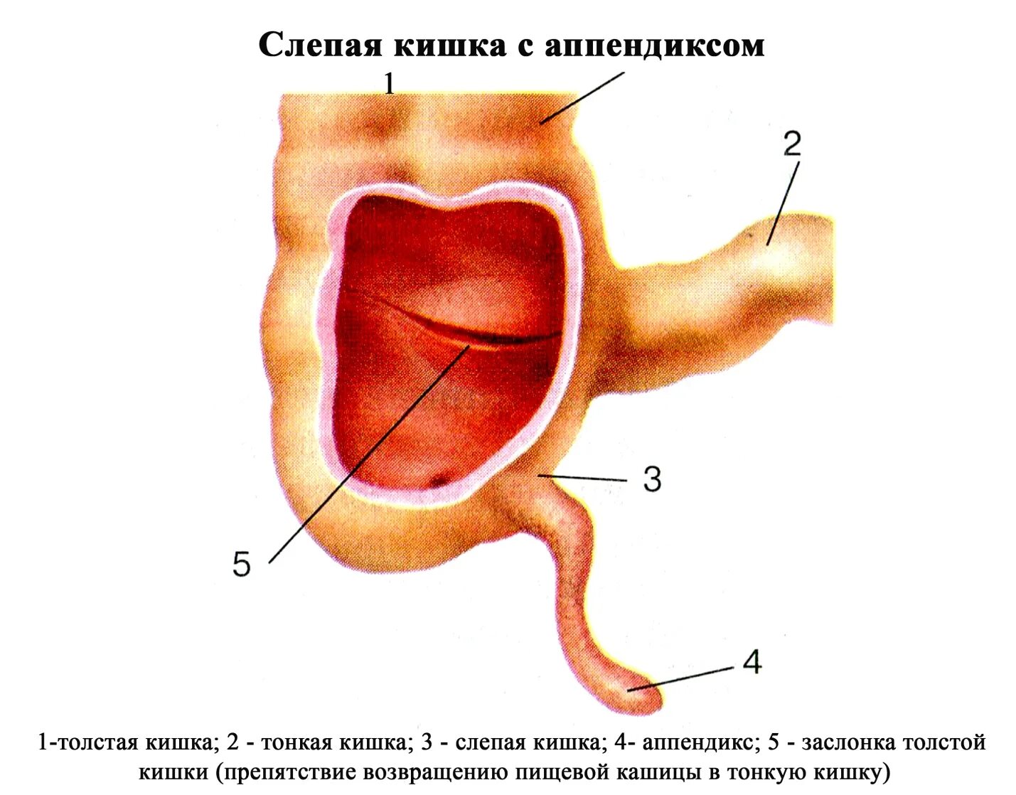 Строение аппендикса. Слепая кишка и аппендикс биология 8 класс. Слепая кишка с аппендиксом функции. Слепая кишка и червеобразный отросток. Слепая кишка с аппендиксом рис 101.