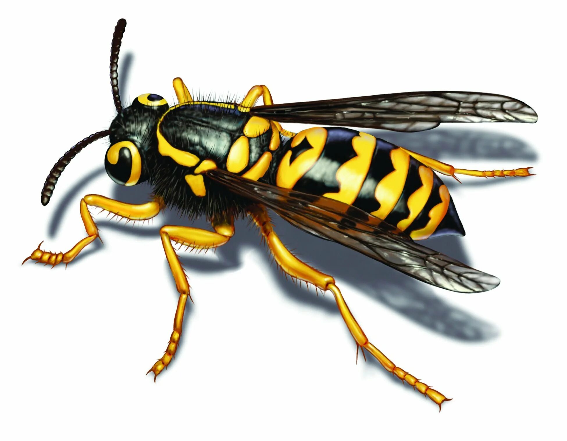 Оса рисунок. Оса Yellow Jacket и Оса. Yellow Jacket Wasp. Yellowjackets насекомые. Оса на белом фоне.