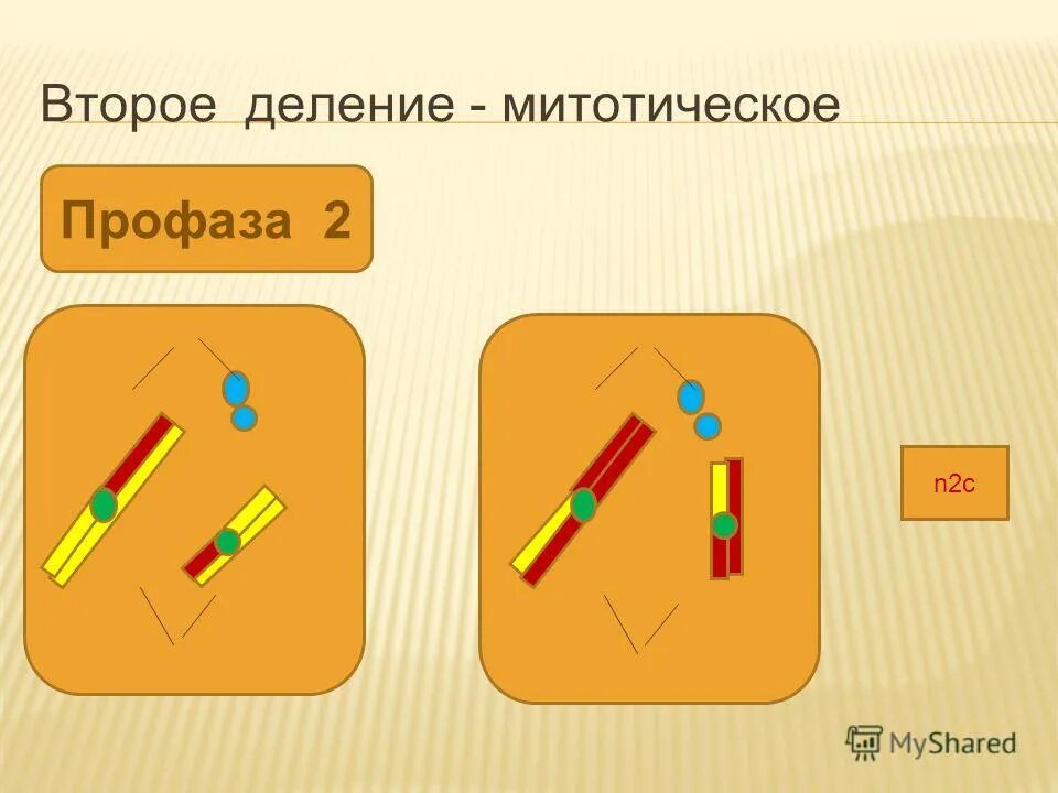 двух следующих друг за другом деления. двух следующих друг за другом деления. при мейозе происходит одно деление два быстро следующих одно.