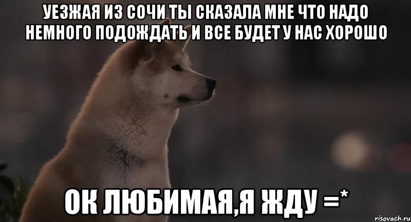 Хатико Мем. Надо подождать Мем. Все будет надо только подождать. Хатико ждет Мем. Песня давай подождем пока время есть