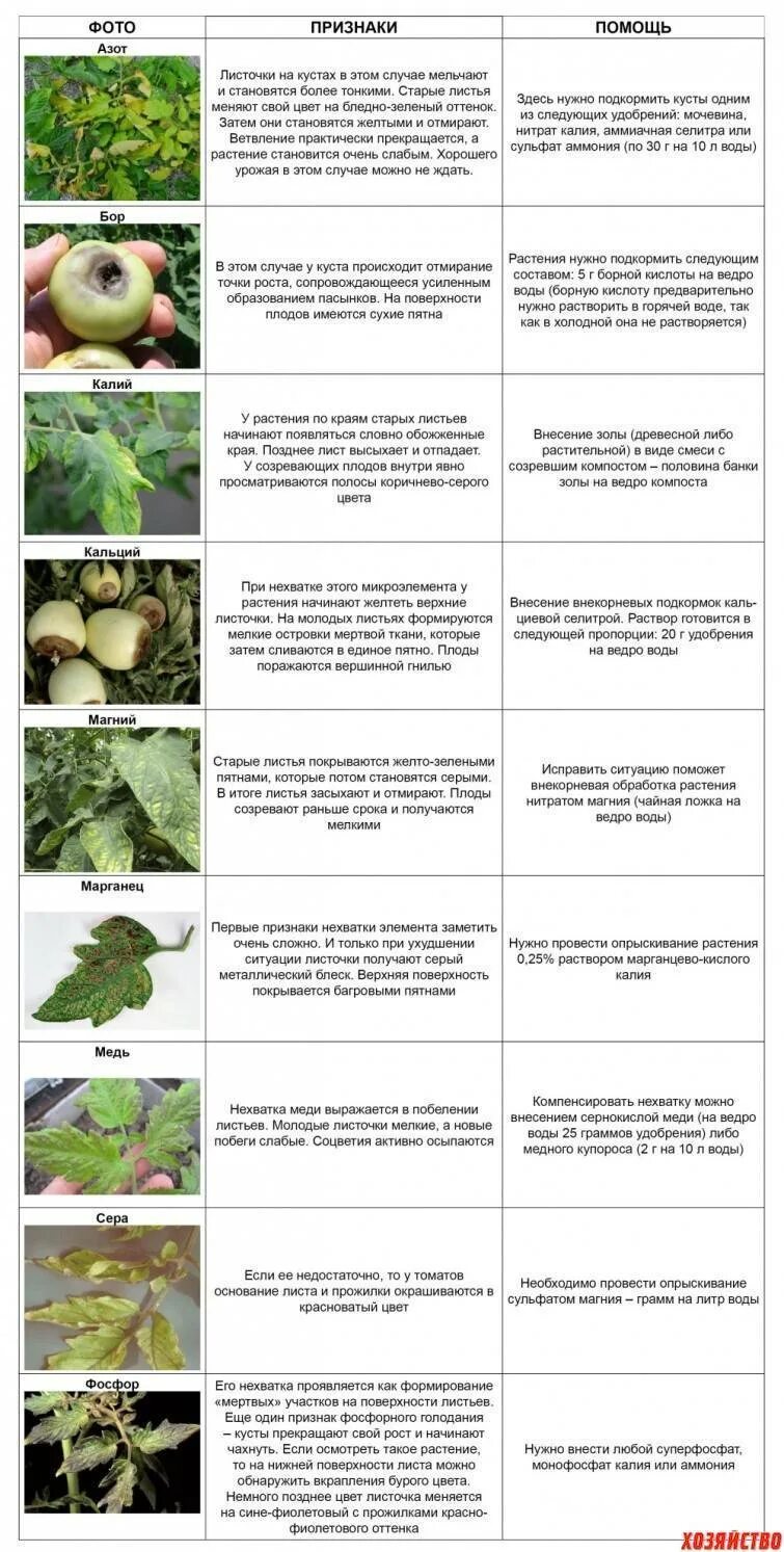 Нехватка микроэлементов у томатов. Таблица нехватки микроэлементов у растений томатов. Определить по листьям чего не хватает помидорам. Нехватка элементов питания у томатов.