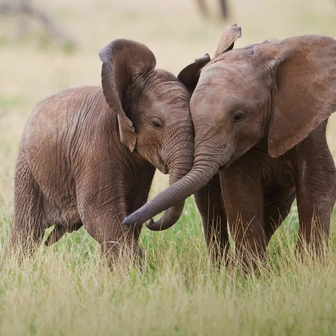 Elephant child. Слоны любовь. Маленький Слоник. Пара слонов. Слоны обнимаются.