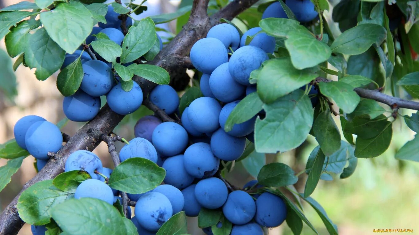 Терн билясувар. Тёрн кустарник. Тёрн ягода. Терн, тернослива. Тернослива ермак.