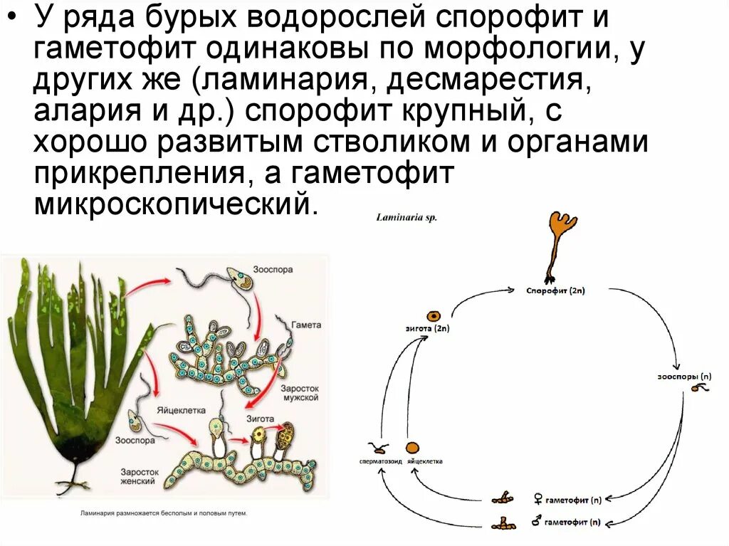 Жизненные циклы растений гаметофит и спорофит. Спорофит цветковых растений. Соотношение гаметофита и спорофита в жизненном цикле растений. Спорофит 2n водоросли.