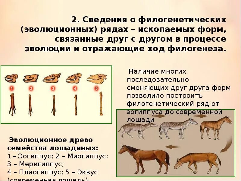 Формы филогенеза. Филогенетический ряд лошади доказательства эволюции. Филогенетические палеонтологические доказательства эволюции. Филогенетический ряд это палеонтологическое доказательство. Палеонтологические доказательства эволюции филогенетические ряды.