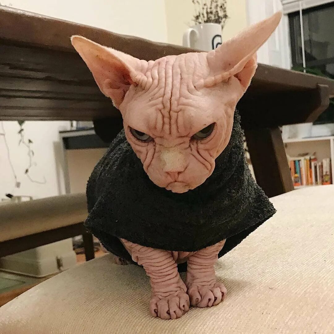 Смешные лысые коты. Кот сфинкс. смешные сфинксы. смешной кот сфинкс. смешные лысые кошки.