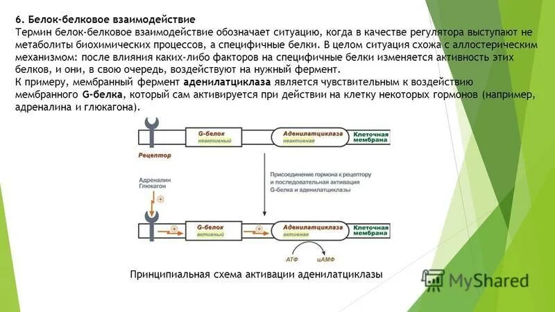 Белково белковые взаимодействия. Белок-белковые взаимодействия. Механизм белок белкового взаимодействия. Белок-белковые взаимодействия ферментов. Белок белковое взаимодействие биохимия.