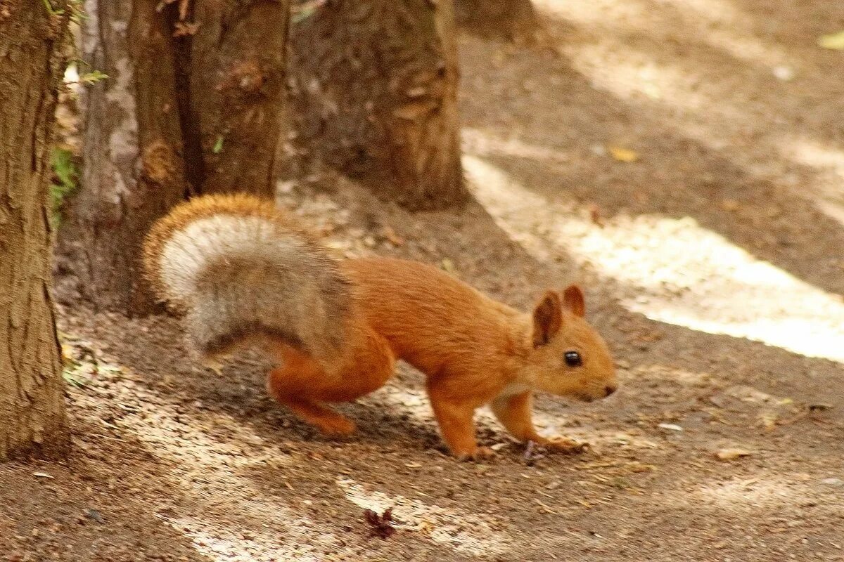 довольная белка. природа с животными. стопе белка. задние лапы белки. белка в полете.