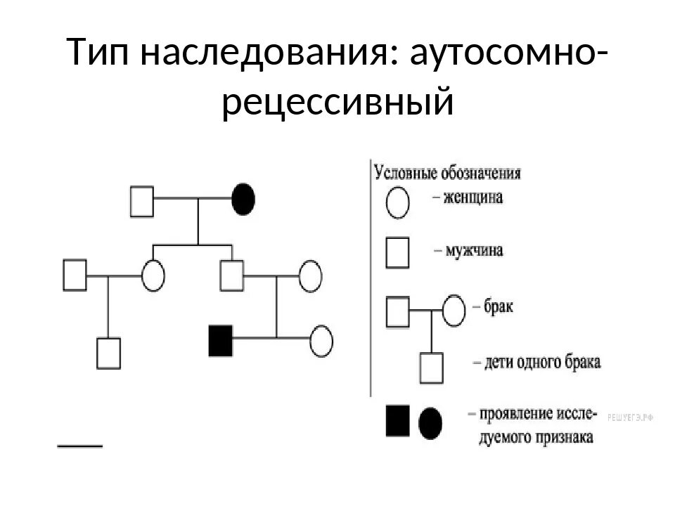 Родословная генетика аутосомно рецессивный. Схема родословной аутосомно-рецессивный Тип наследования. Аутосомно-рецессивный Тип наследования схема. Аутосомно-рецессивное наследование схема.