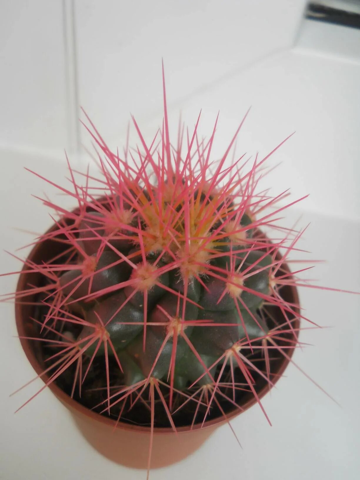 Кактус с большими колючками. Кактус эхинокактус грузони. Мелокактус матанзанус. Маммиллярия кактус с большим иглами. Как называется иголка кактуса.