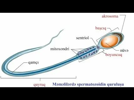 Транссексуал аяқталуда