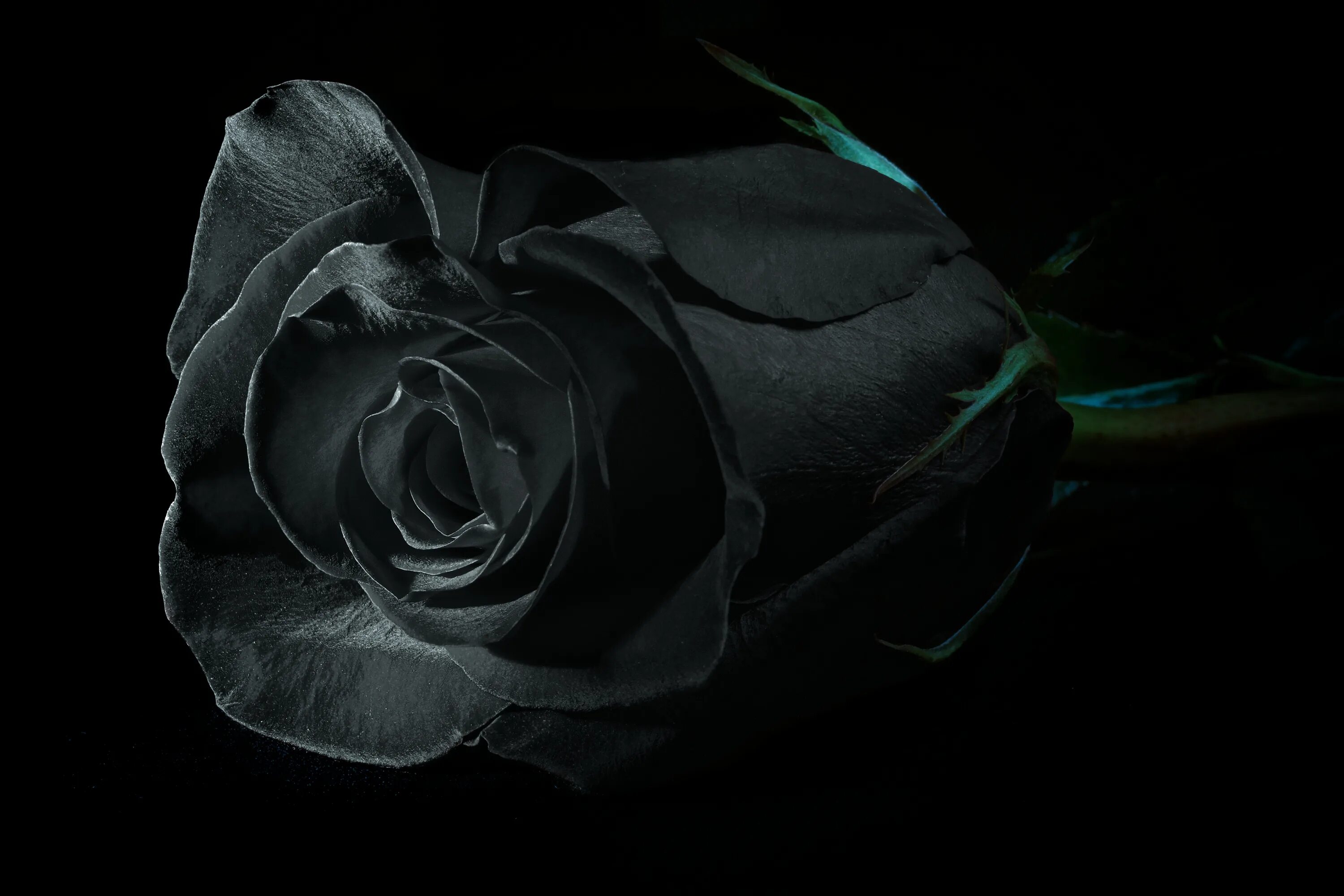 Черная розочка. Черные розы Халфети. Цветы на черном фоне. Цветы на темном фоне.
