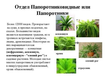Название папоротников 3 класс окружающий мир