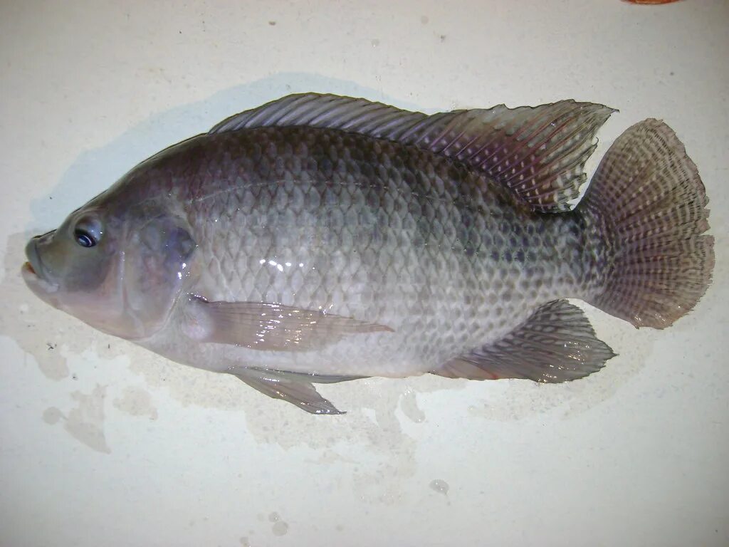 Тилапия откуда. Oreochromis niloticus рыба. рыба нильская тиляпия. тиляпия мозамбикская. тилапия пресноводная.