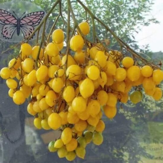 Сумасшедшие вишни бари. Черри вишня Барри. Вишни Барри томат. Черри сумасшедшие вишни Барри. Помидоры черри Берри.