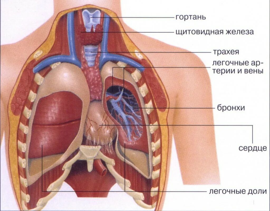 Части внутреннего мужчины