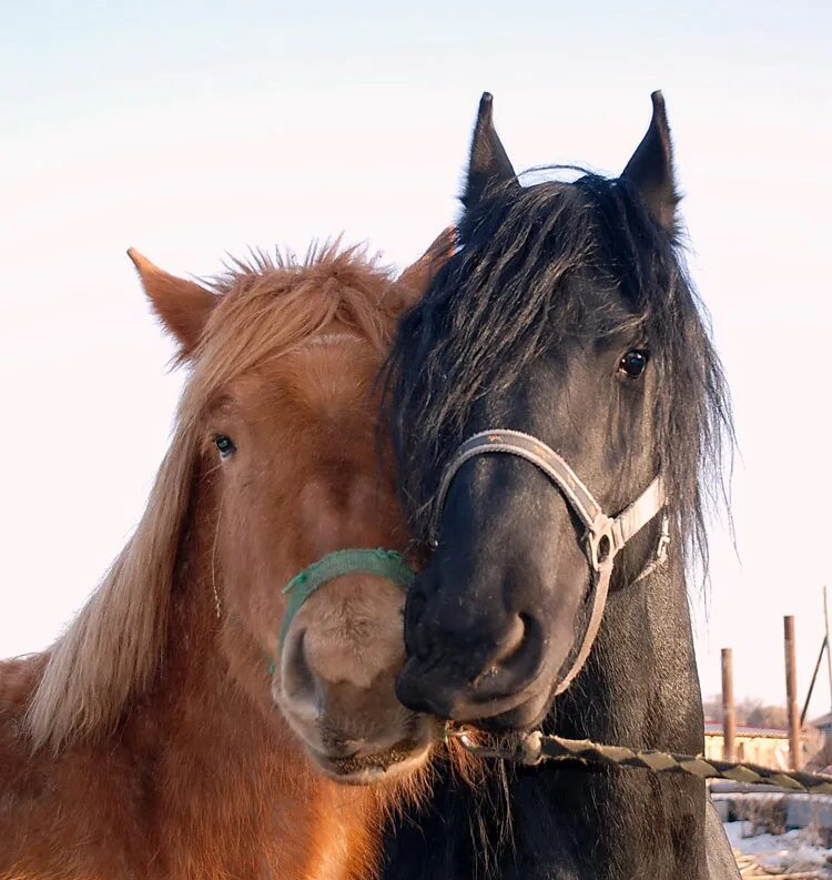 красивый конь. две лошади. лошади любовь. где лошадей любят. две лошади.