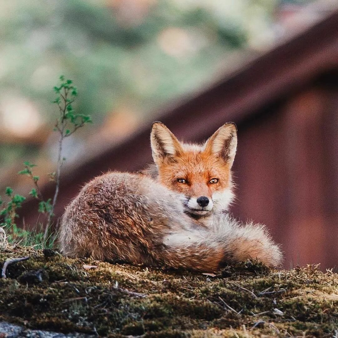 Лиса. Красивая лиса. Кучерявая лиса. Рыжие лисы. Fox страна