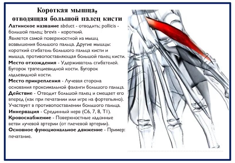 Сгибатель латынь. Короткий сгибатель большого пальца кисти. Мышцы кисти мышцы возвышения большого пальца. Удерживатель сгибателей кисти латынь. Короткая мышца отводящая большой палец.