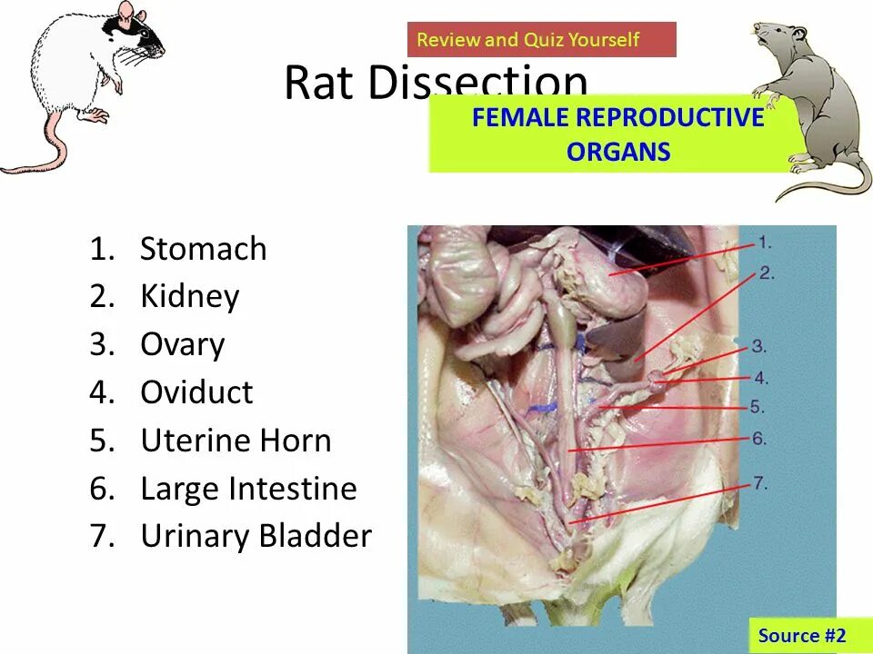 Репродуктивная система змей. Mare reproducing organ photo. Reproductive organs. Reproductive organs. Honey bee biology.