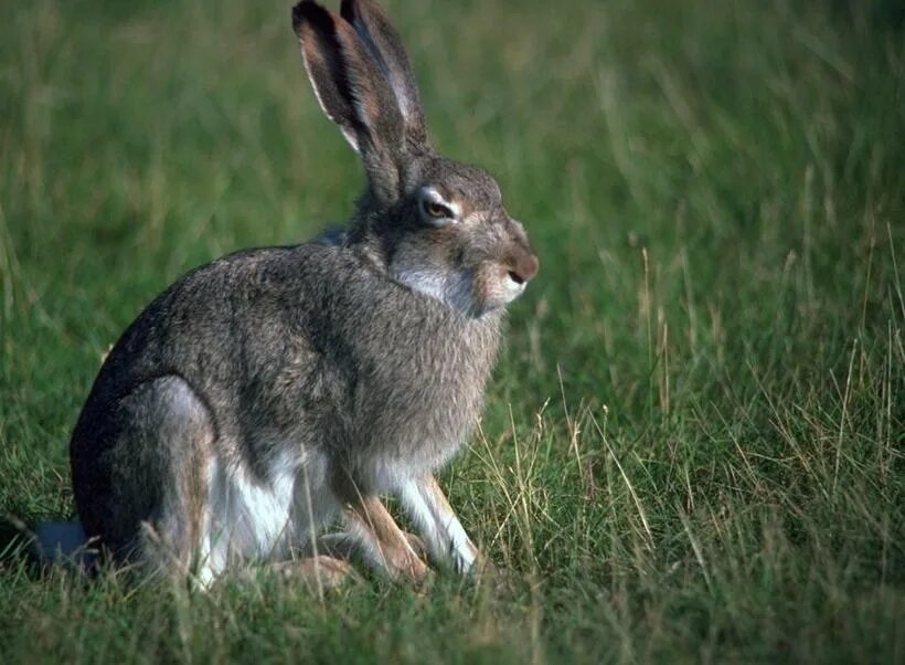 Hare of the cog
