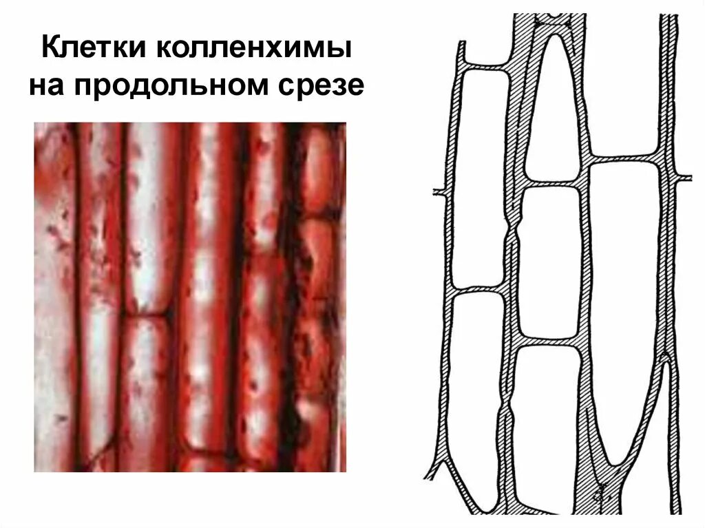 Сильно развиты механические ткани листа. Механическая ткань растений колленхима. Колленхима продольный срез. Ткани растений колленхима. Колленхима срез растения.