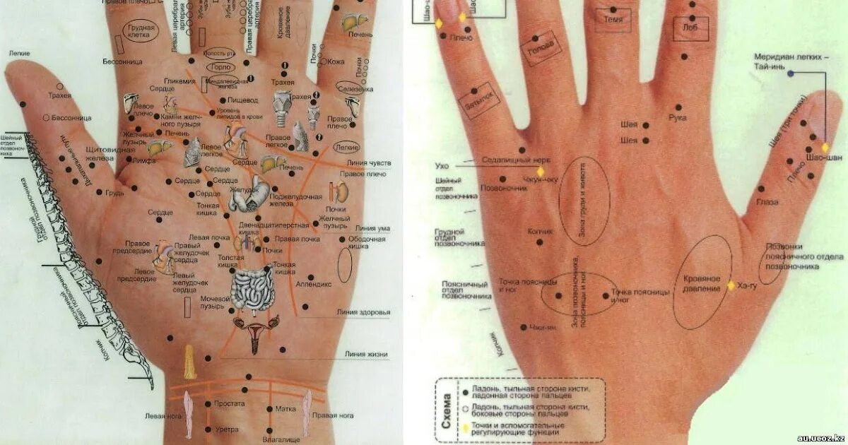 Точки на пальцах что значат. Точки на ладони. Акупунктурные точки на ладони. Активные точки на руках. Точки органов на ладони.