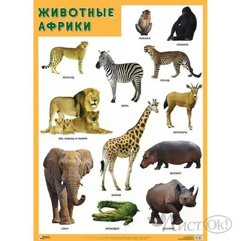 Плакаты классы животных