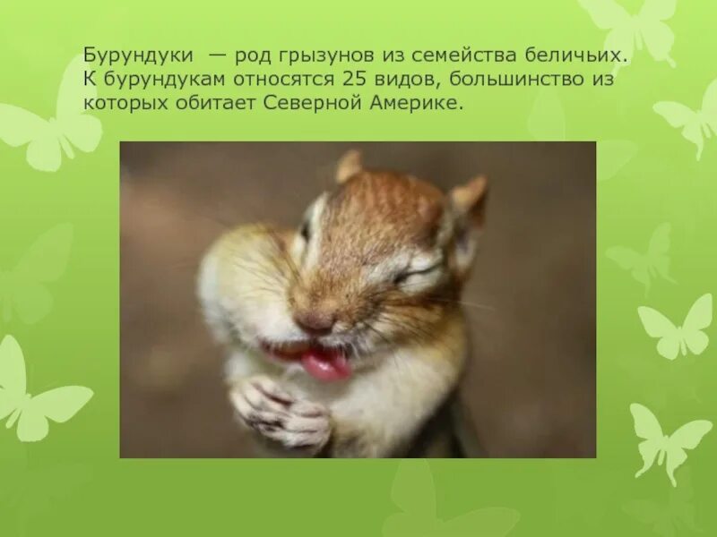 Функциональная грамотность 2 класс про беличьи запасы