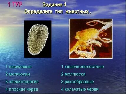 Кишечнополостные плоские круглые кольчатые черви