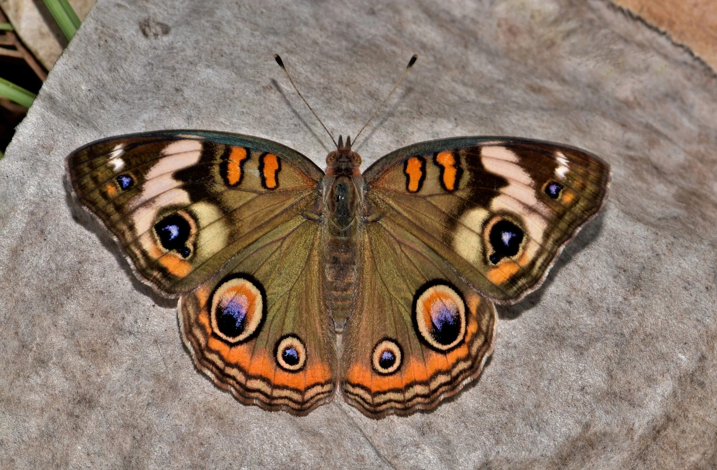Бабочка с пятном на крыльях. Junonia coenia. бабочка junonia coenia голубая. common buckeye бабочка. бабочка с раскрытыми крыльями.