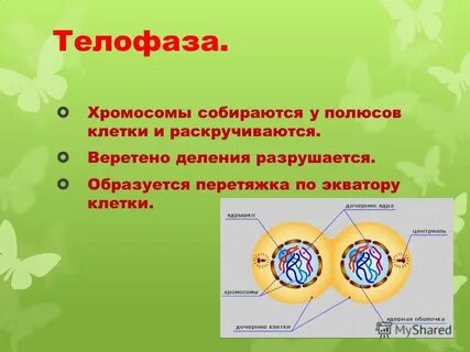 Полюс деления