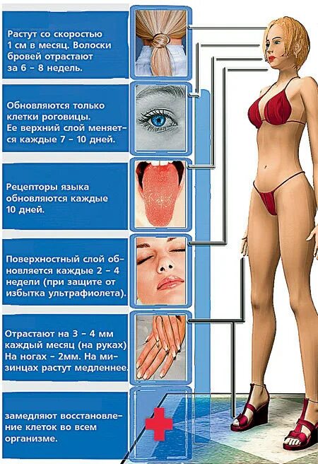 Обновление клеток в организме человека. Ритм обновления клеток организма человека. Клетки тела человека обновляются. Обновление клеток в организме человека сроки. Какая часть тела увеличивается