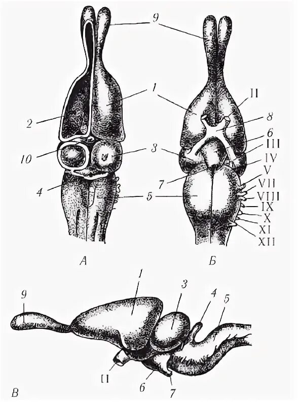 Строение головного мозга ящерицы. Схема строения головного мозга ящерицы. Название отделов головного мозга ящерицы. Схема строения головного мозга ящерицы ящерицы.