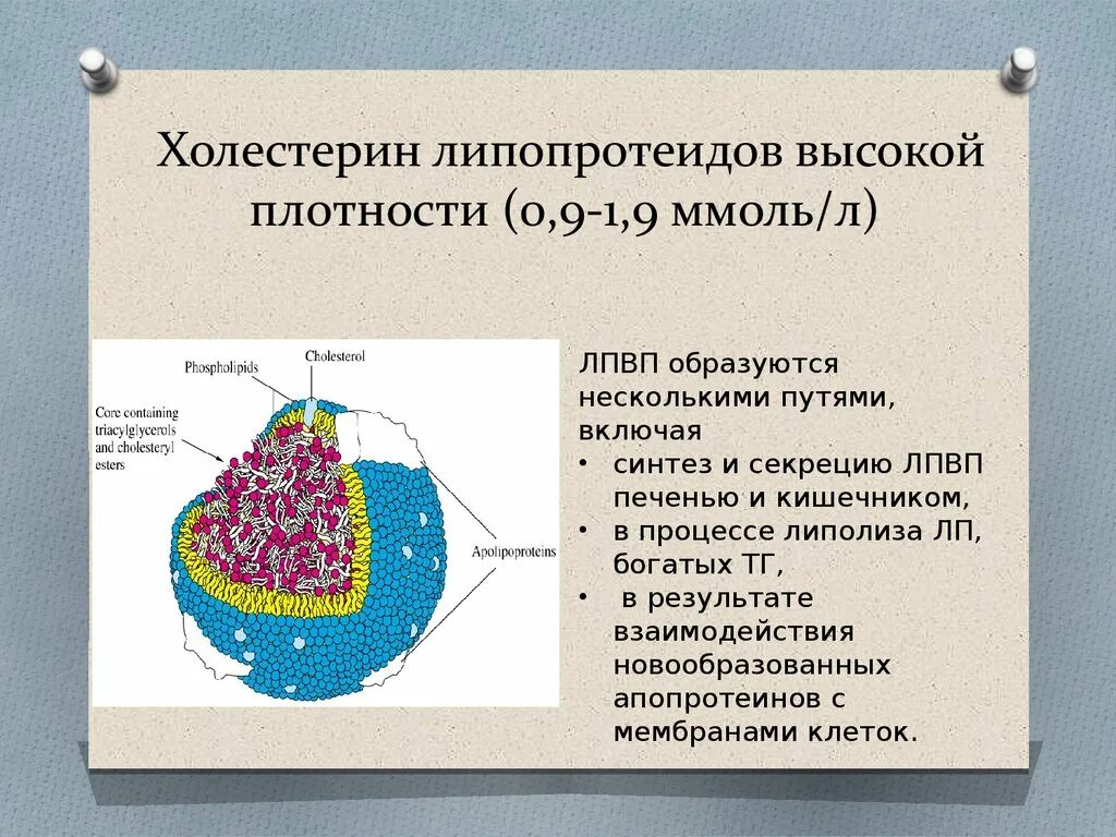 Высокий уровень липопротеидов высокой