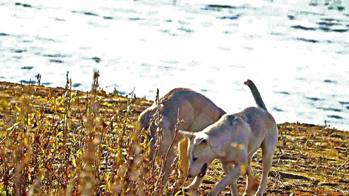 Собаки октябрь 2023. Лисья гора 2021 забег. Собаки октябрь 2023. Собаки октябрь 2023. Льгов бродячие собаки фото.
