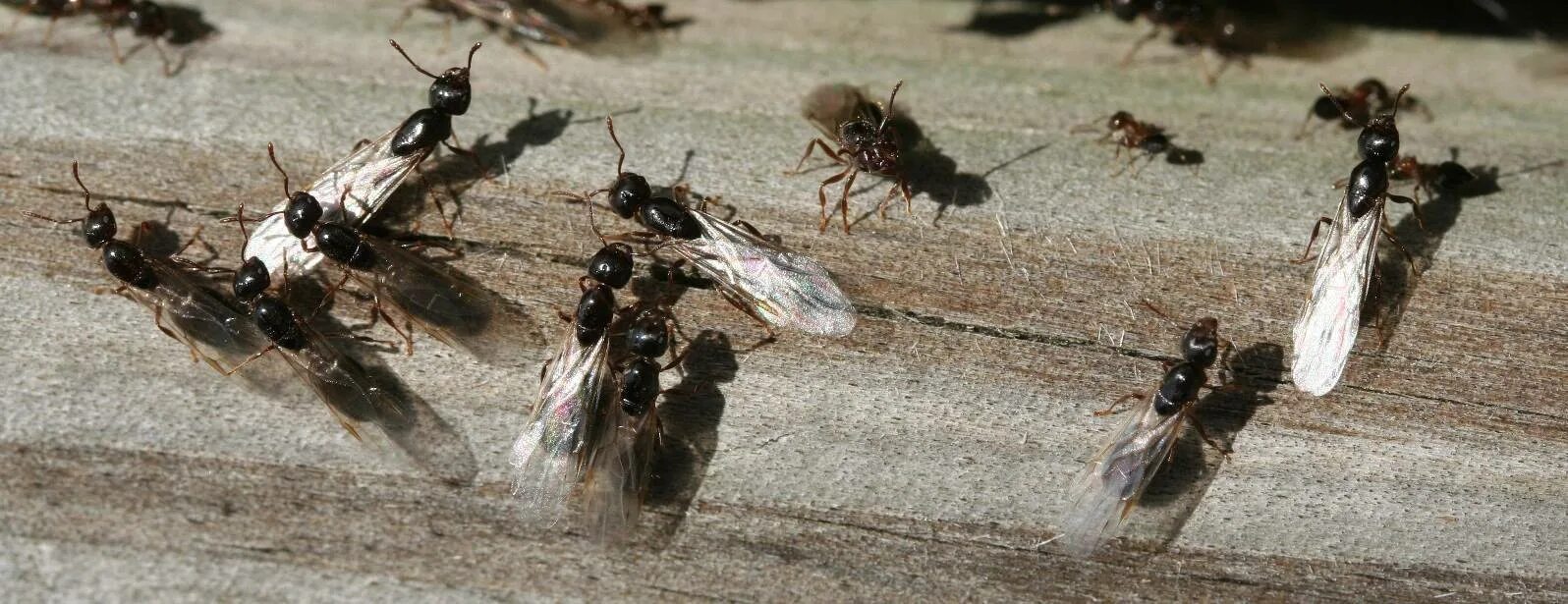 Крылатые муравьи. Нашествие крылатые муравьи. Матка муравья с крыльями. Насекомое муравей с крыльями. Мелкие рыжие муравьи в квартире.