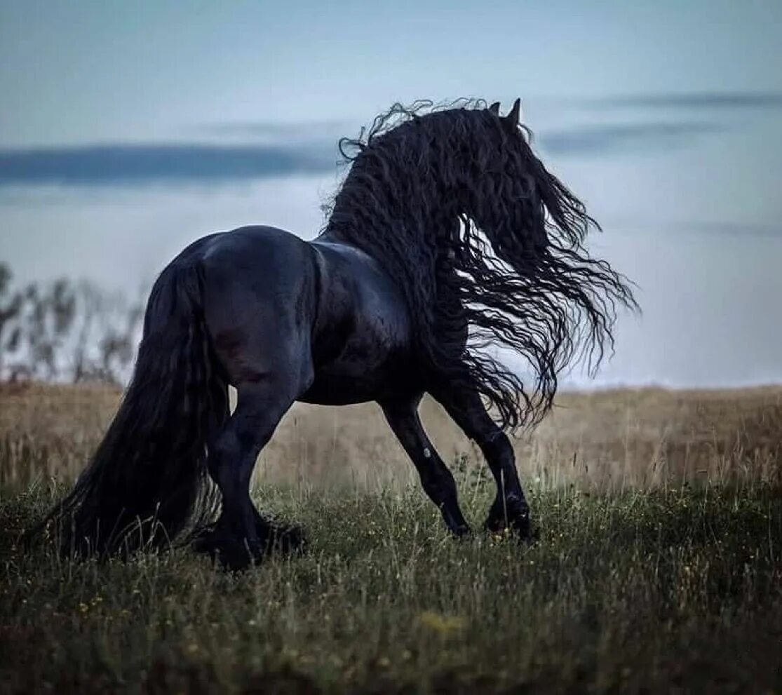 Фризы видео. Фриз Фризская лошадь. Чёрная Воронная Фризкая лошадь. Вороной конь породы фриз.