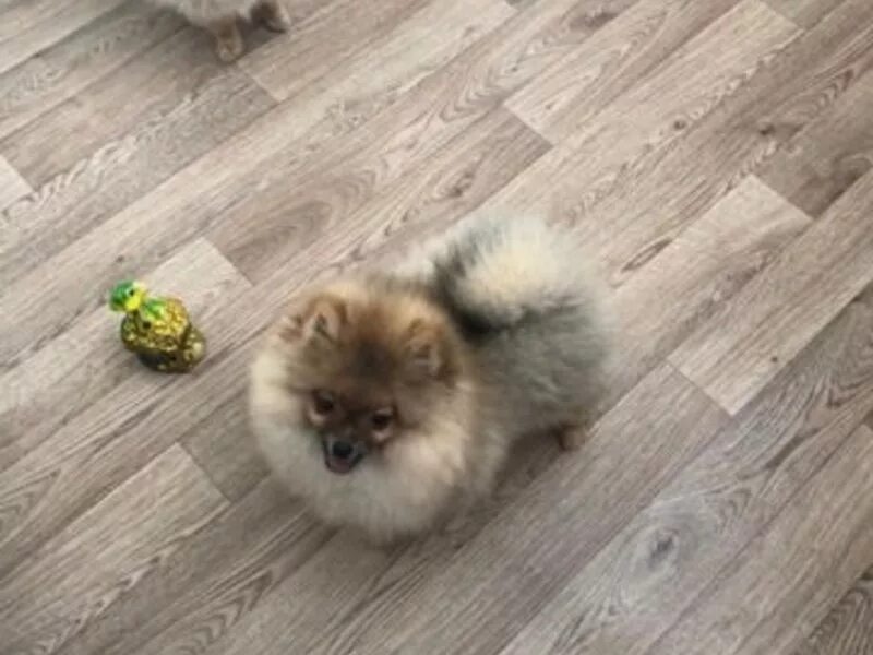 хаски даром. авито йошкар ола собаки. щенки йошкар ола даром. порода собак хаски подростки. йошкар-ола щенок.