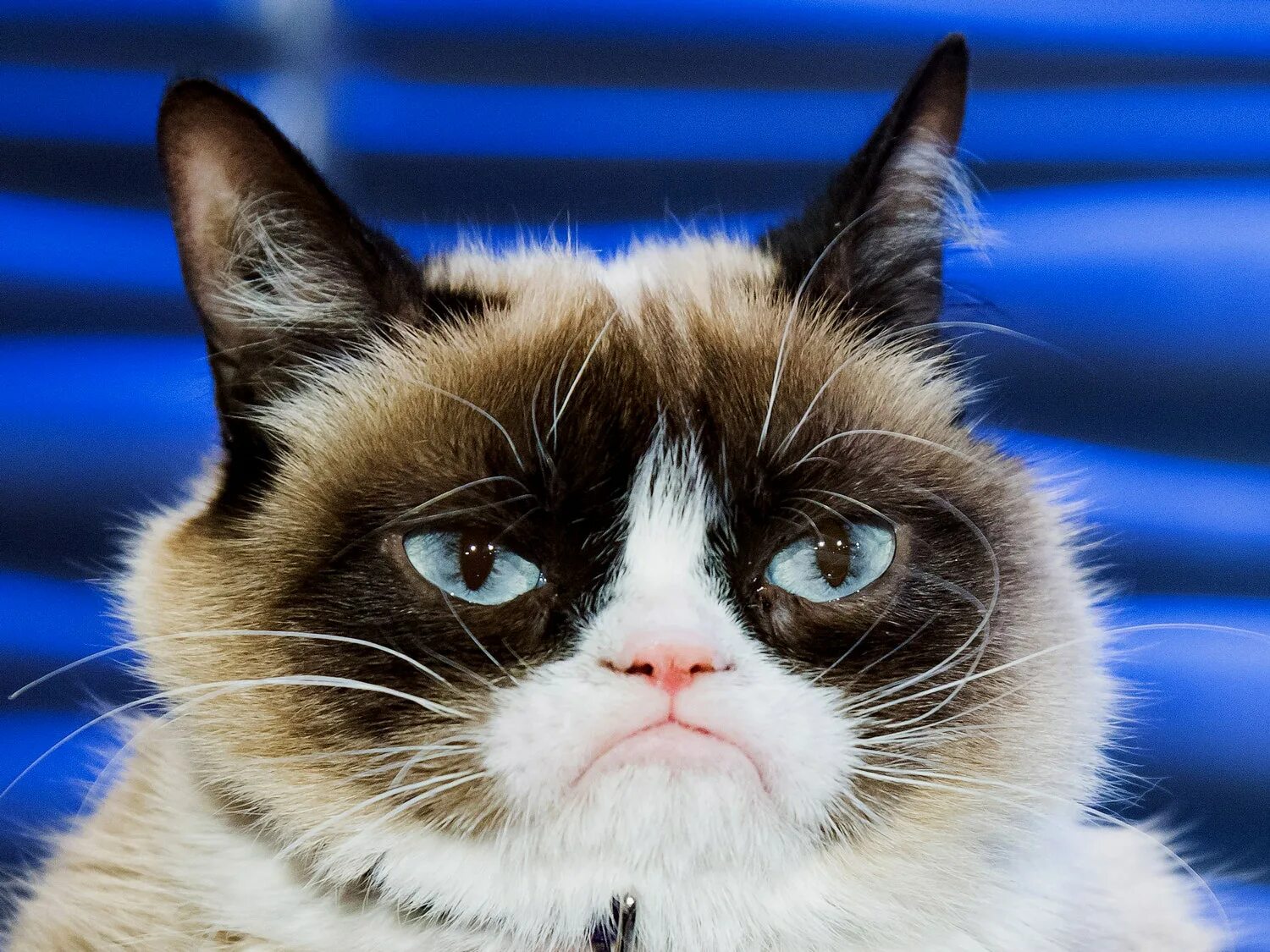Grumpy s