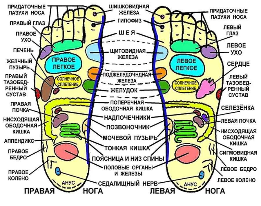 Активные точки на стопе. Биологически активные точки на стопе. Акупунктурные точки на ступне человека схема. Точки на стопе отвечающие за органы для массажа. Массаж подошвы