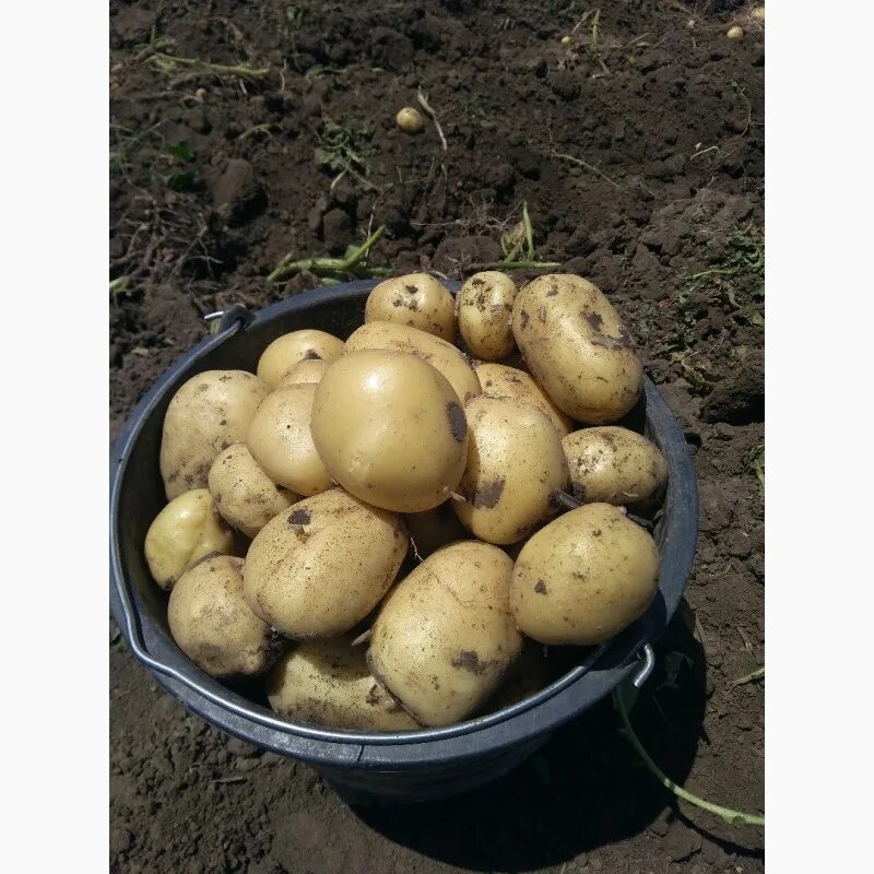 Ривьера картофель характеристика отзывы. Картофель ривьера. картошка ривьера фото. сорт ривьера картофель характеристика. картофель ариэль фото.