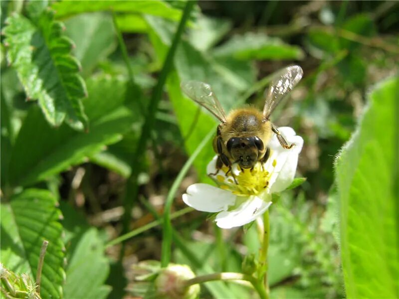 пчела на клубнике. пчелы и земляника. пчелы и земляника. пчелы и земляника. цветение земляники.