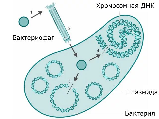 Вирус бактерия или плазмида несущая встроенный фрагмент. Плазмиды микроорганизмов. Фаги и плазмиды. Генная инженерия бактерий. Плазмида генная инженерия.