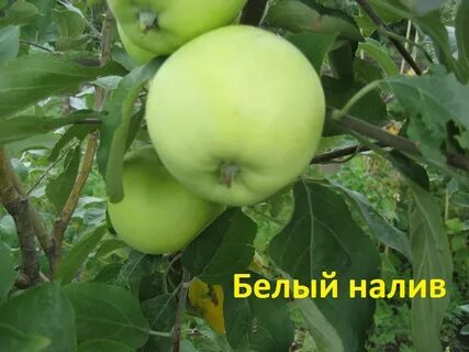 Яблоня налив