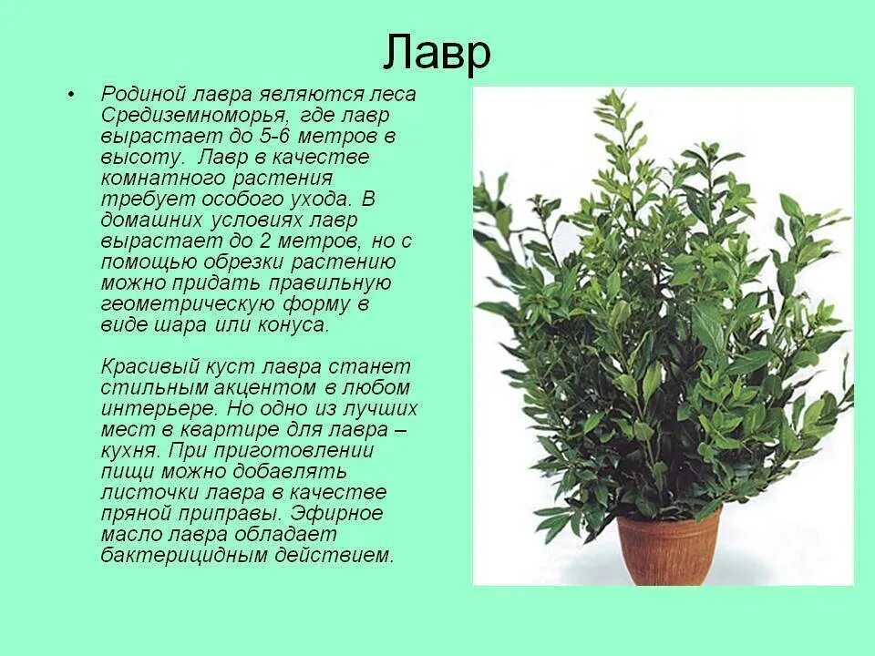 Мирт кустарник многолетний фото и описание Myrtus communis subsp. 'tarentina' myrtle Plants, Evergreen shrubs, Mediterran