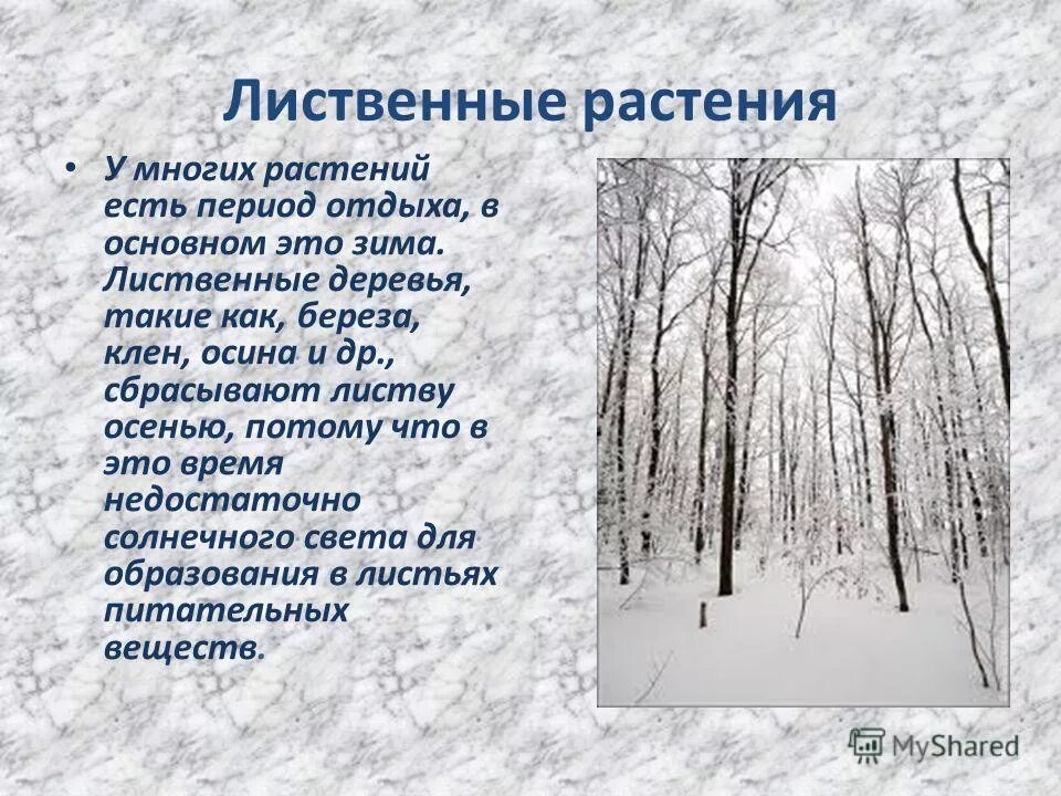 Изменения в природе в декабре. Растения зимой презентация. Зимние изменения в природе. Изменения растений зимой. Зима изменения в жизни растений.