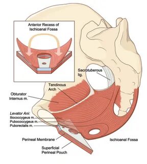 Vista sagittale del perineo femminile 