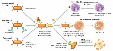 С3 комплемент